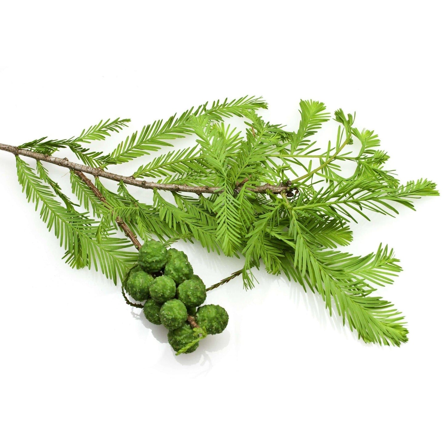 Déodorant Cyprès - BeautyCenter